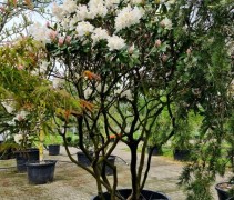 Rhododendron 'Cunningham White' meerstam