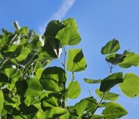 Tilia x europaea 'Euchlora' - Linde - 3