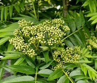 Sorbus 'Dodong' - Lijsterbes 'Dodong' - 1