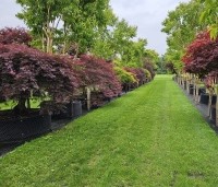 Acer palmatum 'Garnet' - Japanse esdoorn 'Garnet' - Kwekerij THB Apeldoorn juni 2025