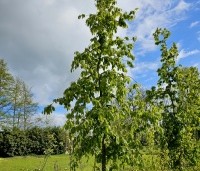 Carpinus betulus 'Pendula' - Treur haagbeuk - april 2024 na snoei