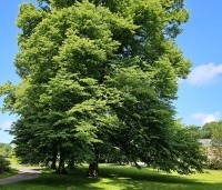 Tilia cordata - Winterlinde - 1