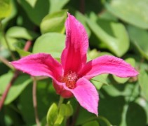 Clematis 'Princess Diana'