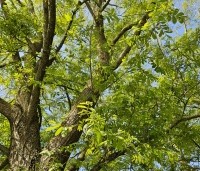 Pterocarya Stenoptera - Vleugelnoot - 2