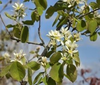 Amelanchier spicata - Dwerg krentenboompje - 1