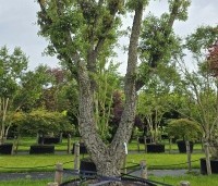 Quercus suber - Kurkeik - 4
