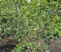 Aronia prunifolia 'Viking' - Appelbes 'Viking' - 2