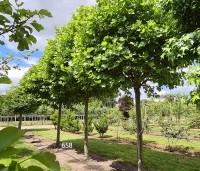 Platanus x hispanica 'Alphen's Globe' - Plataan - 1