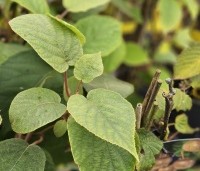 Actinidia deliciosa 'Jenny' - Kiwi zelfbestuivend Quickhedge - 1