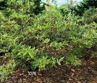 Rhododendron luteum - Pontische Rhododendron  luteum - 1