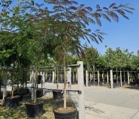 Albizia julibrissin 'Summer Chocolate' - Perzische slaapboom 'Summer Chocolate' - 1