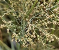 Panicum virgatum 'Prairie Sky' - Vingergras 'Prairie Sky' - 2