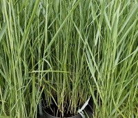Panicum virgatum 'Prairie Sky' - Vingergras 'Prairie Sky' - 1