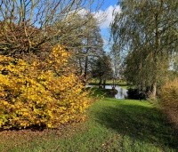 Carpinus betulus - Haagbeuk - 1