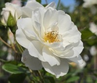 Rosa (F) Schneewittchen - Heesterroos 'Schneewittchen' - 5
