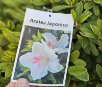 Rhododendrond (AJ) George Lindley Taber' - orchidee achtige roze bloem - 2