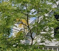 Gymnocladus dioica - Doodsbeenderenboom - 1