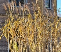 Miscanthus giganteus - Chinees reuzenriet giganteus - december