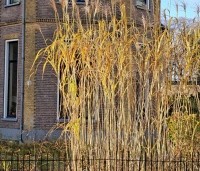 Miscanthus giganteus - Chinees reuzenriet giganteus - 1