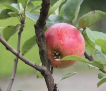 Malus domestica Croquella Delgrina dwergappeltje