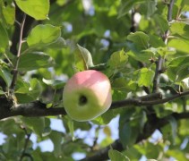 Malus domestica 'Notarisappel'