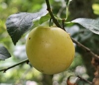 Prunus spinosa - Sleedoorn -  gele pruim in juli