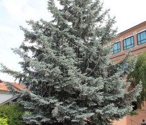 Picea pungens 'Koster'