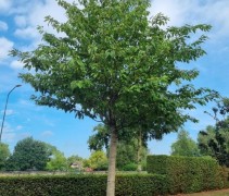 Prunus serrulata 'Shirofugen'