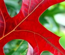 Quercus palustris 'Green Pillar'