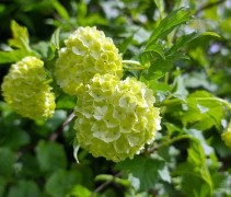 Viburnum Opulus 'Roseum'