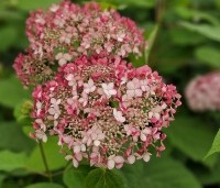 Hydrangea arborescens 'Invincibelle' - Hortensia Invincibelle (Pink Annabelle) - 2