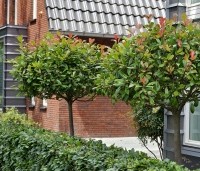 Photinia fraseri 'Red Robin'  - Glansmispel - 1