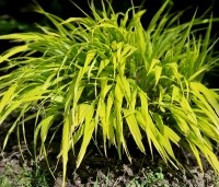 Hakonechloa macra 'Aureola' - Japans siergras 'Aureola' - 2