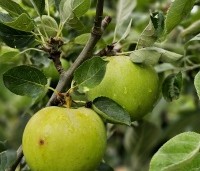 Malus dom. 'James Grieve' - Malus dom. 'James Grieve' - 1