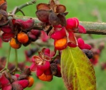 Euonymus europaeus
