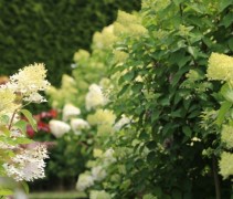 Hydrangea paniculata 'Limelight' 