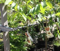 Juglans regia 'Jupiter'