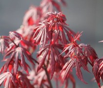 Acer palmatum 'Trompenburg' nieuw jong blad