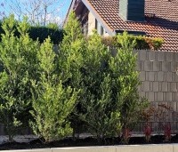 Ilex crenata 'Green Hedge' - Japanse hulst - wintergroene basis in de tuin