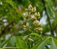 Aesculus flava 'Vestita' - Amerikaanse paardenkastanje, Gele pavia - 3