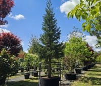 Sequoiadendron giganteum 'Glaucum' - Mammoetboom 'Glaucum' - opgepot mei 2025