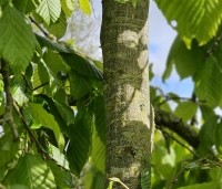 Carpinus betulus 'Pendula' - Treur haagbeuk - uitloop blad april 2024