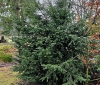 Taxus baccata - Venijnboom - 1