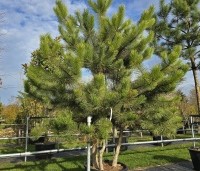 Pinus nigra 'Nigra' - Oostenrijkse den - 2