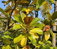 Magnolia grandiflora '24 Below' - Magnolia '24 Below' - 5