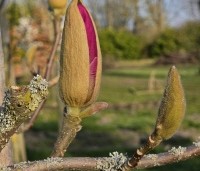 Magnolia soulangeana 'Lennei' - Beverboom - 1