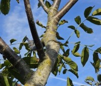 Juglans regia 'Cyril' - Walnoot 'Cyril' - 3