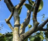 Juglans regia 'Cyril' - Walnoot 'Cyril' - 4