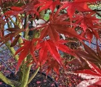 Acer palmatum 'Masu-kagami' - Japanse Esdoorn 'Masu-kagami' - 4