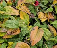 Echinacea purpurea - Zonnehoed rood - prachtig veelkleurig herfstblad